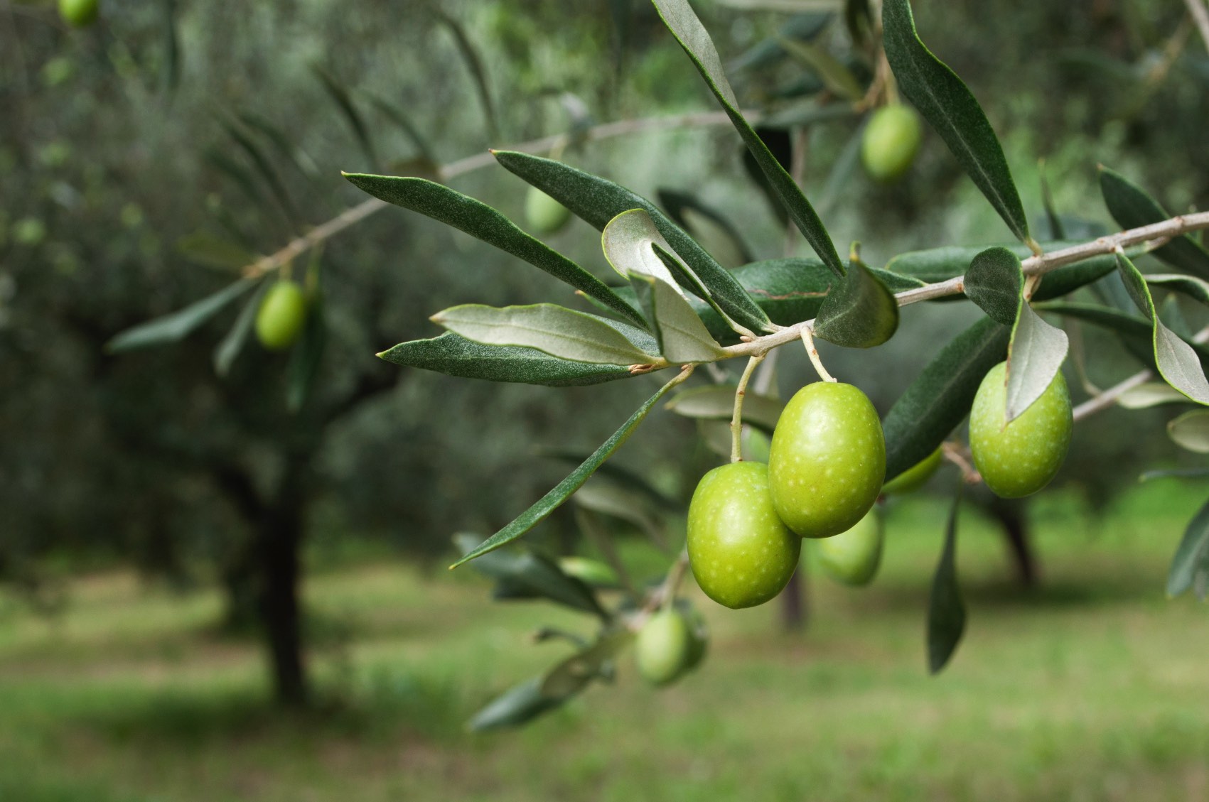 Green olives hanging from a branch with an olive grove in the background, depicting olive trees and soft light filtering through the leaves.